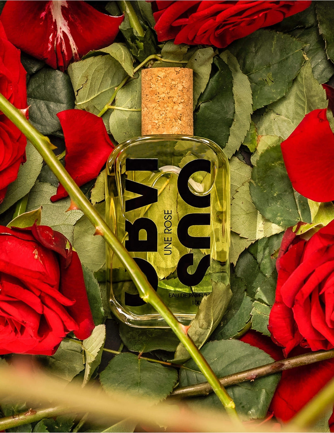 EINE ROSE - OFFENSICHTLICH